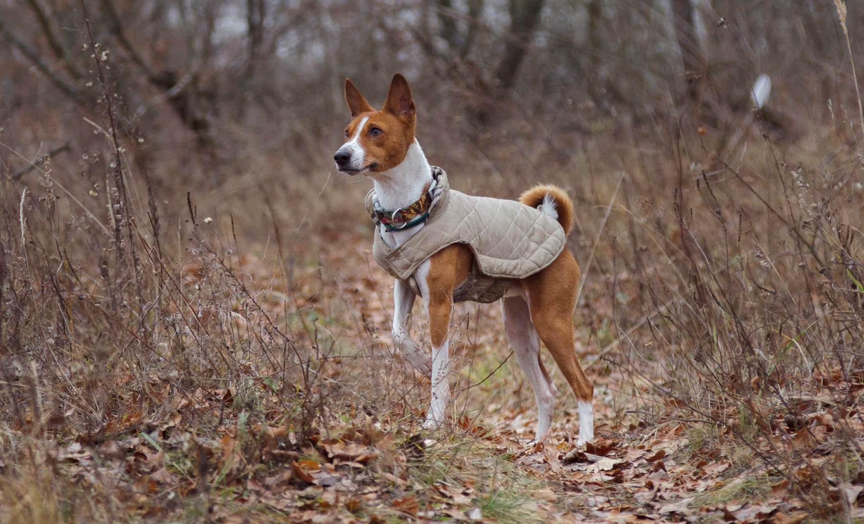 Слышат то, что мы услышать не способны
