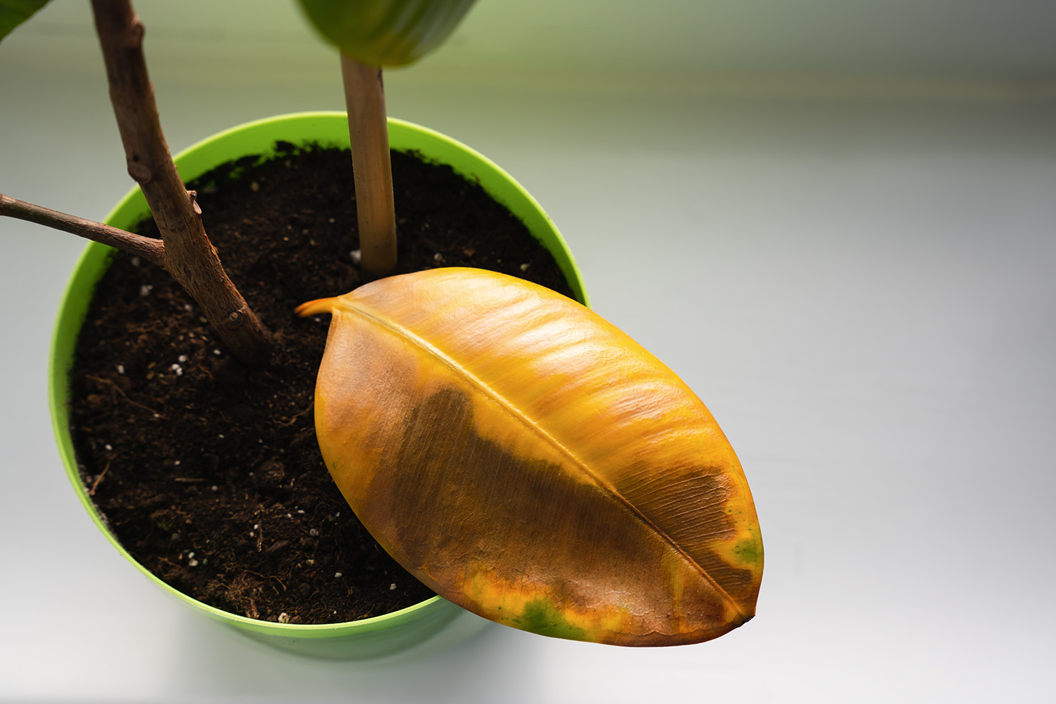 Признаки корневой гнили из-за переувлажнения. Фотография: Yuliia Markova / Shutterstock / FOTODOM