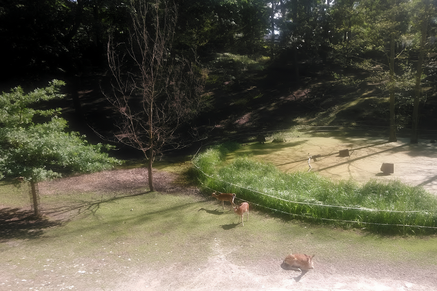 В парке недалеко от нашего дома жили олени. Их содержали в большом вольере, где они могли свободно бегать