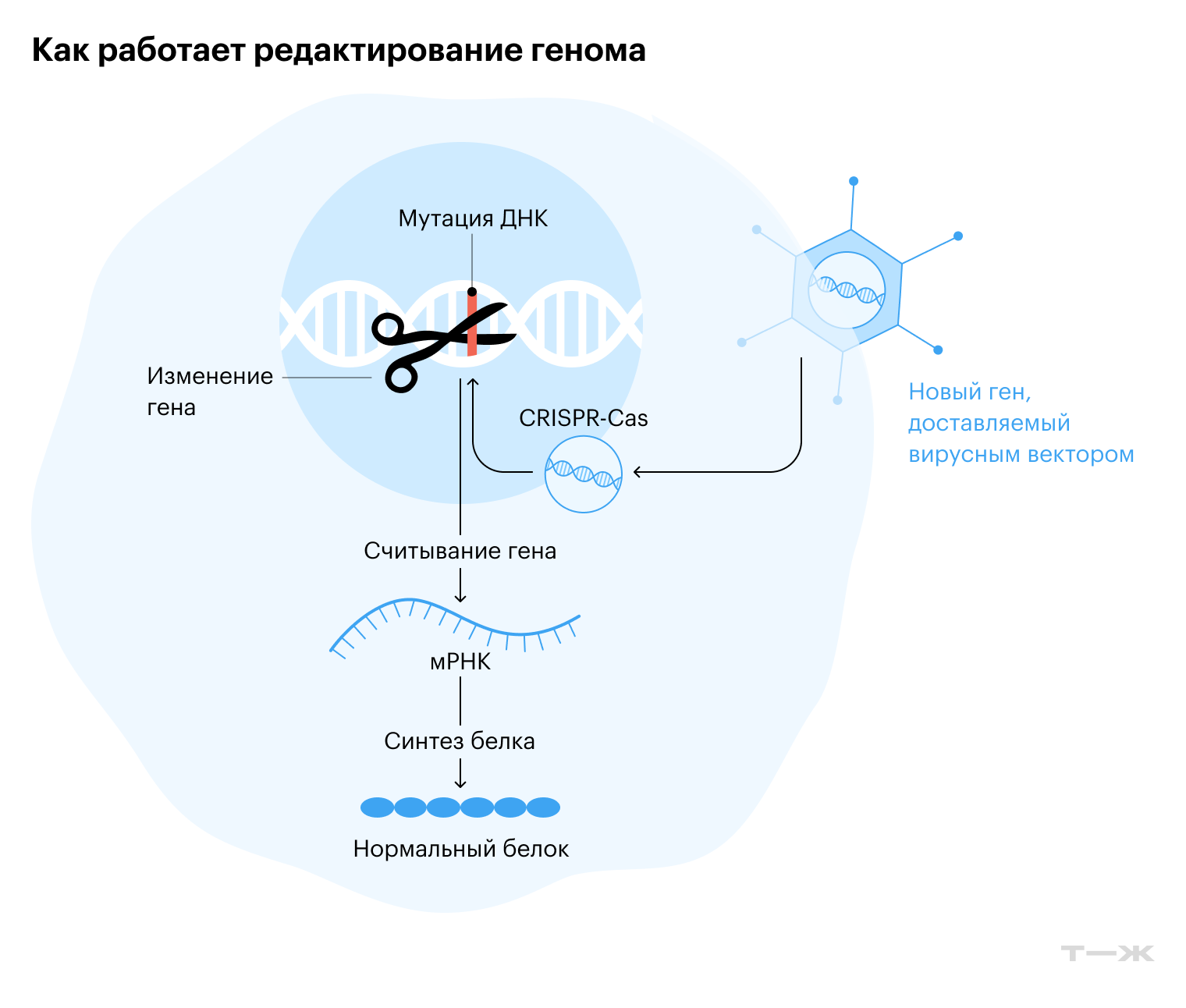 Инструменты редактирования генома воздействуют непосредственно на ДНК клетки