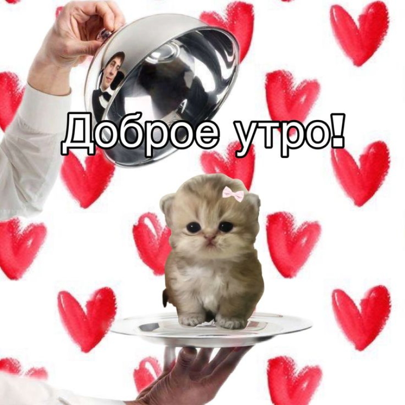 Кот на подносе