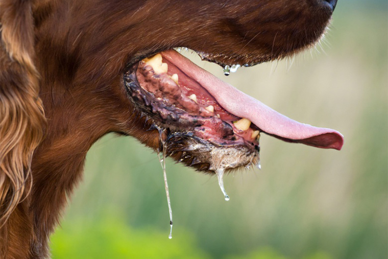 У некоторых собак гиперсаливация — одна из особенностей породы. Но если слюны у питомца вдруг стало слишком много, она пенистая и вязкая, это повод озаботиться его здоровьем. Фотография — howimetmydog.com