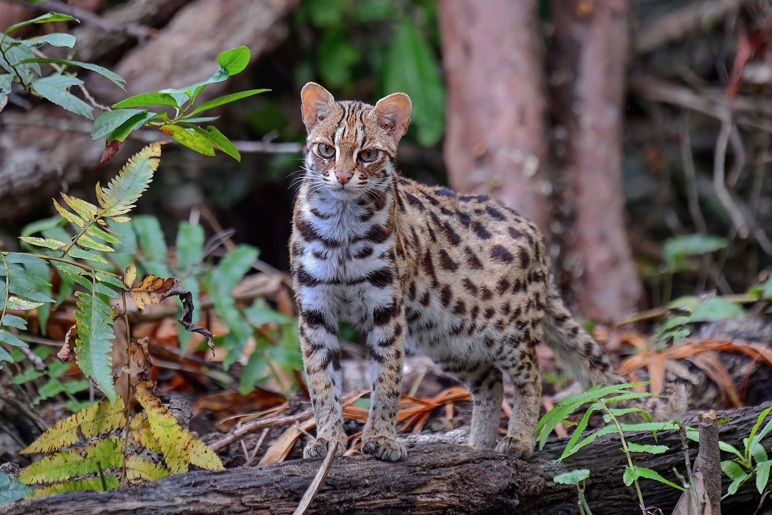 Дикий леопардовый кот — предок бенгалов. Фотография: A Santi Wajitdol / Shutterstock / FOTODOM
