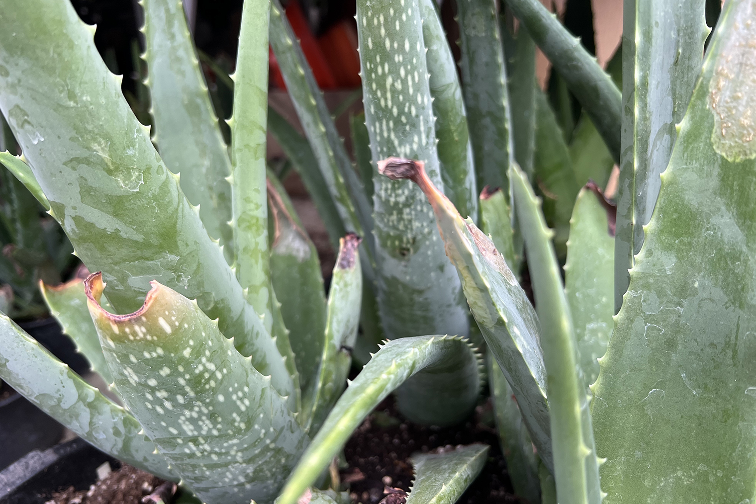 В этом году в теплицах не успели притенить алоэ, в результате вся партия получила ожоги. Восстановление будет долгим, придется ждать, когда появятся новые листья