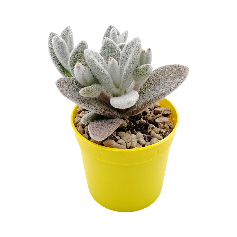 Каланхоэ «эриофилла»