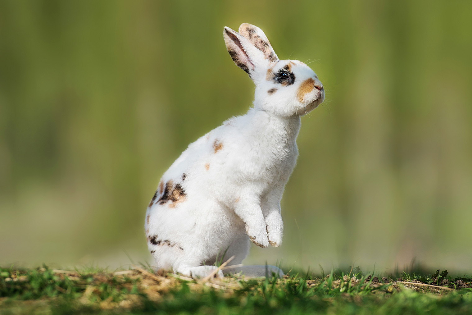 Карликовый рекс