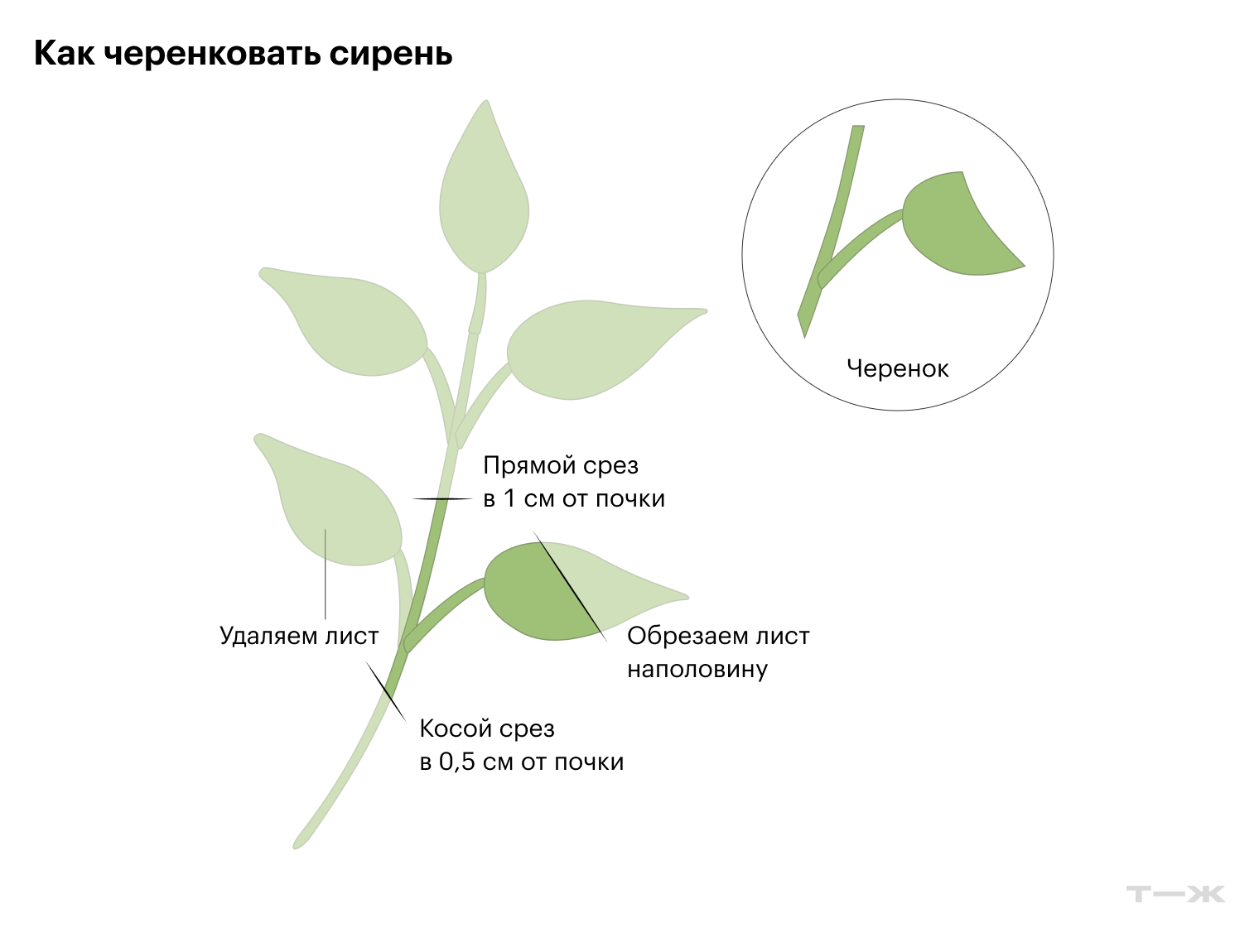 Такой черенок отправляем на укоренение