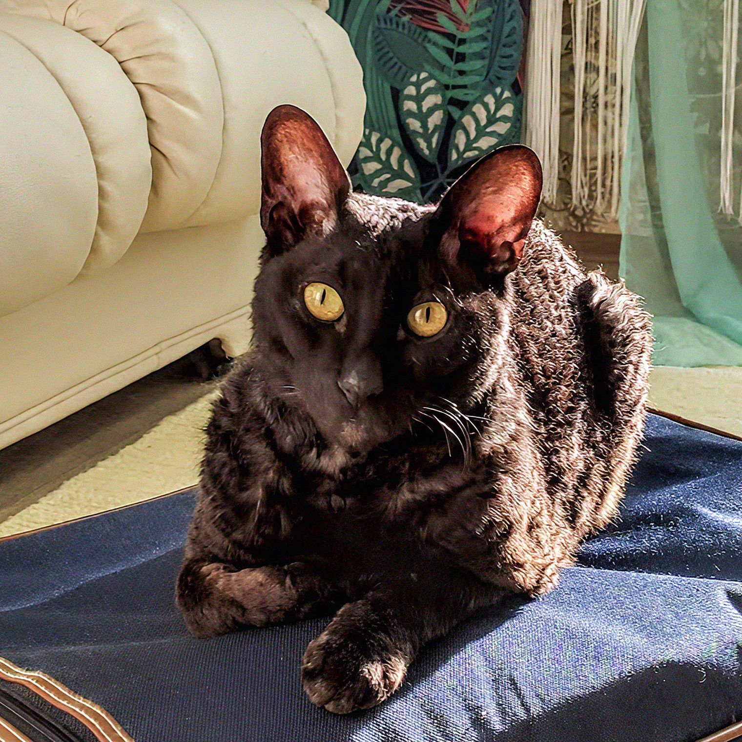 Наш разносторонний котик