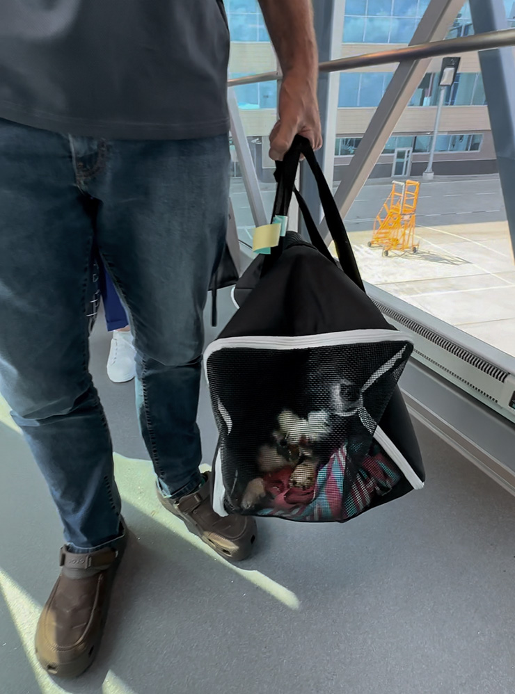 Мягкая сумка для перевозки удобнее жесткого контейнера. По правилам «Узбекских авиалиний» ее размер в трех измерениях не должен превышать 115 см. Наша была 118 см, и собаку без проблем пустили на борт