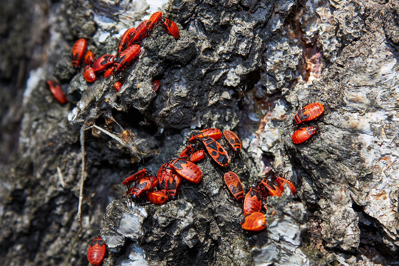 Весной солдатики покидают зимние укрытия. © Feofanov Denis / Shutterstock / FOTODOM