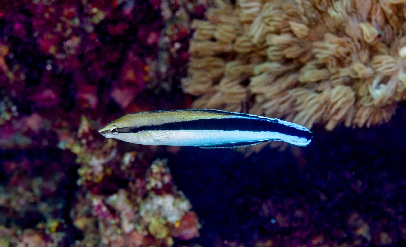 Организуют фишинговые атаки