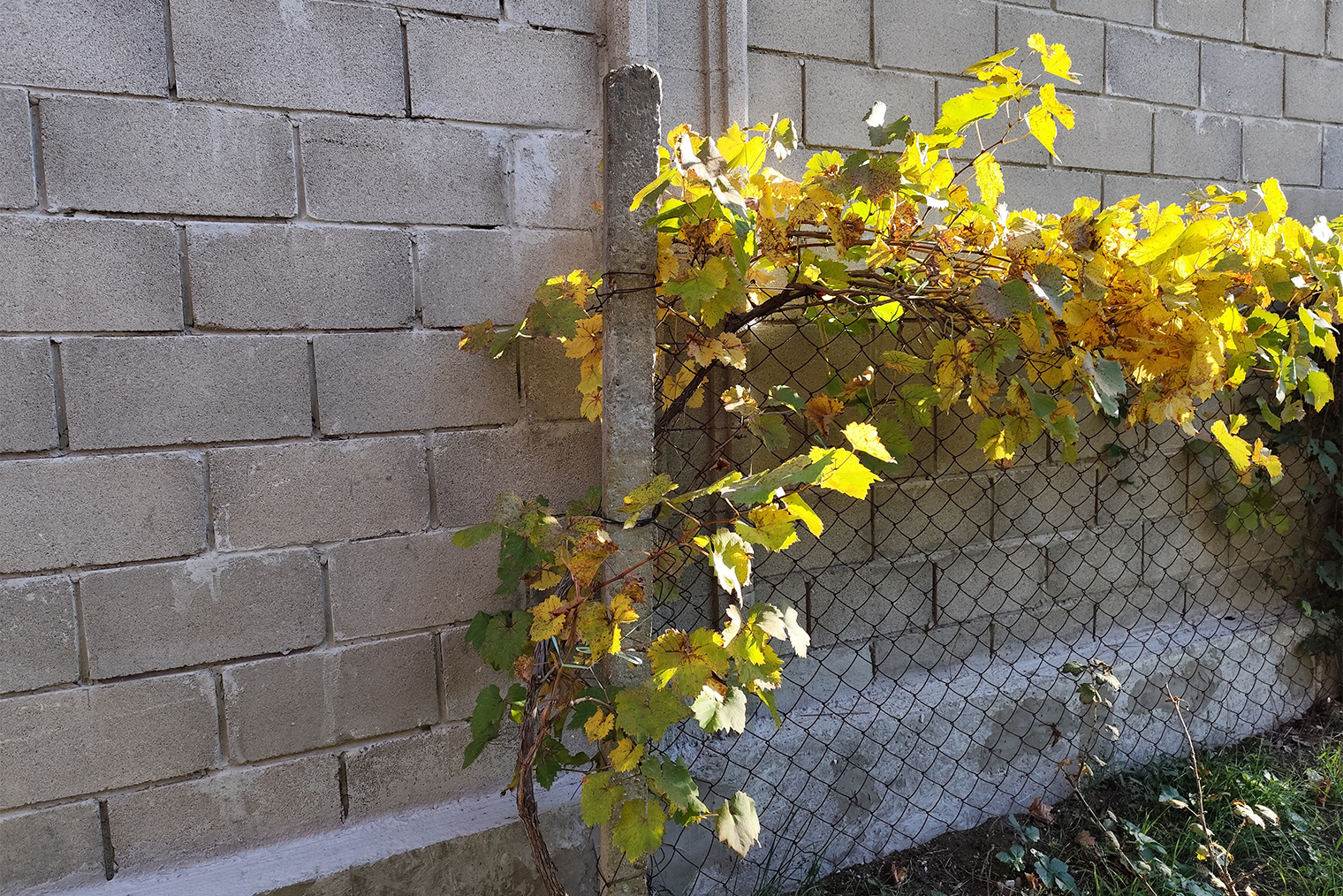 Пролет забора из сетки-рабицы на бетонных столбах. На нашей даче такое ограждение осталось с трех внутренних сторон, смежных с другими участками