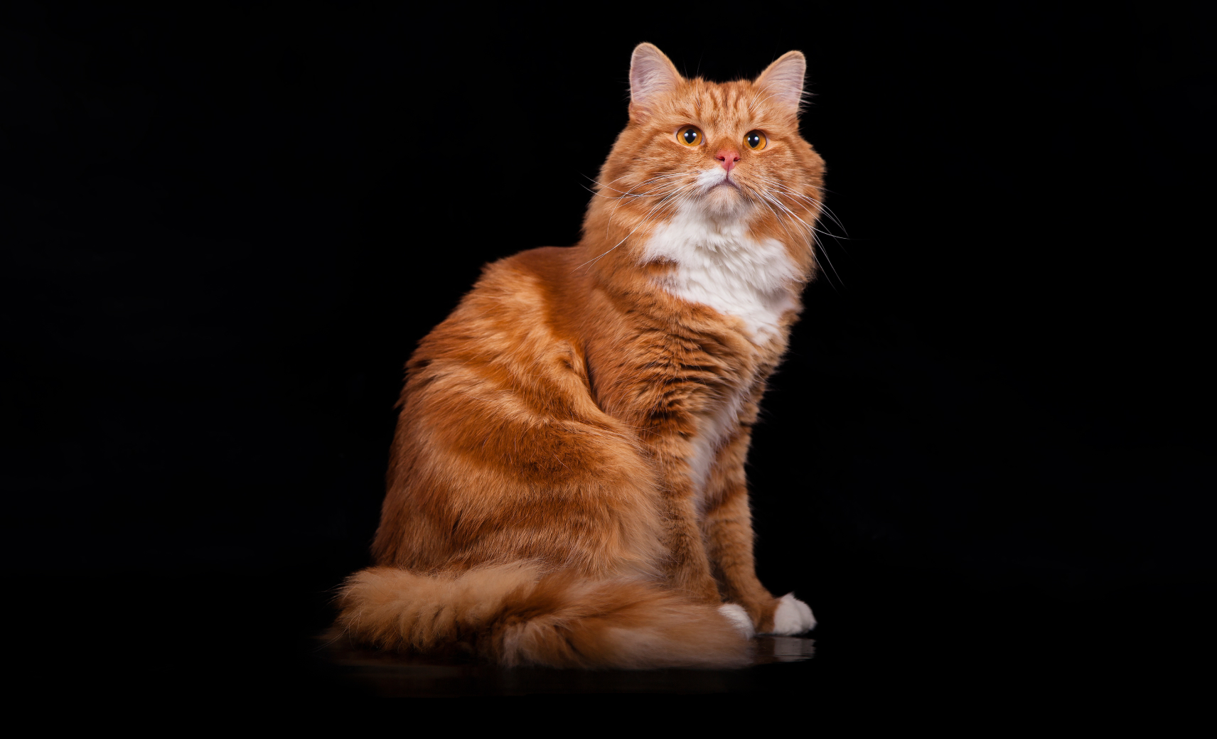 Сибирская кошка