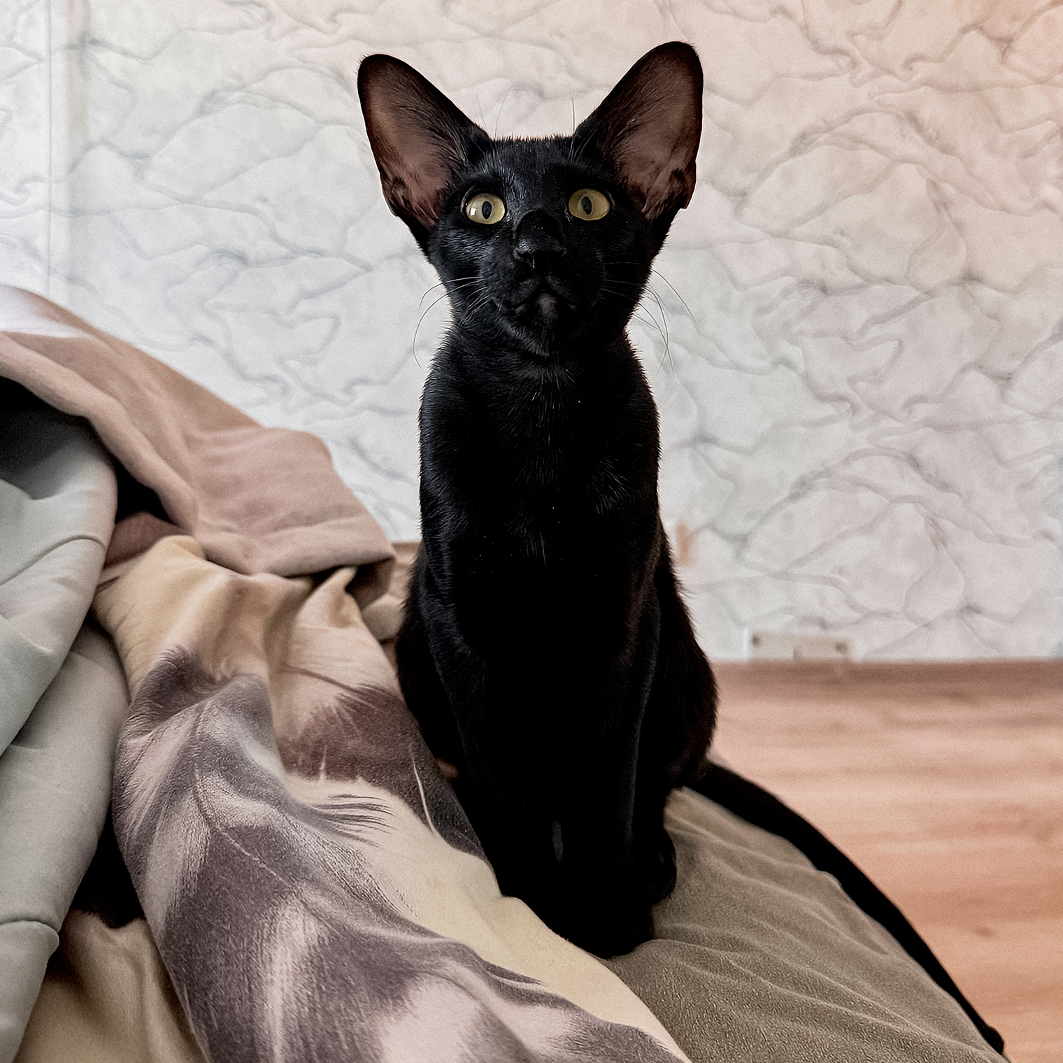 Любитель поделиться кошачьими мыслями