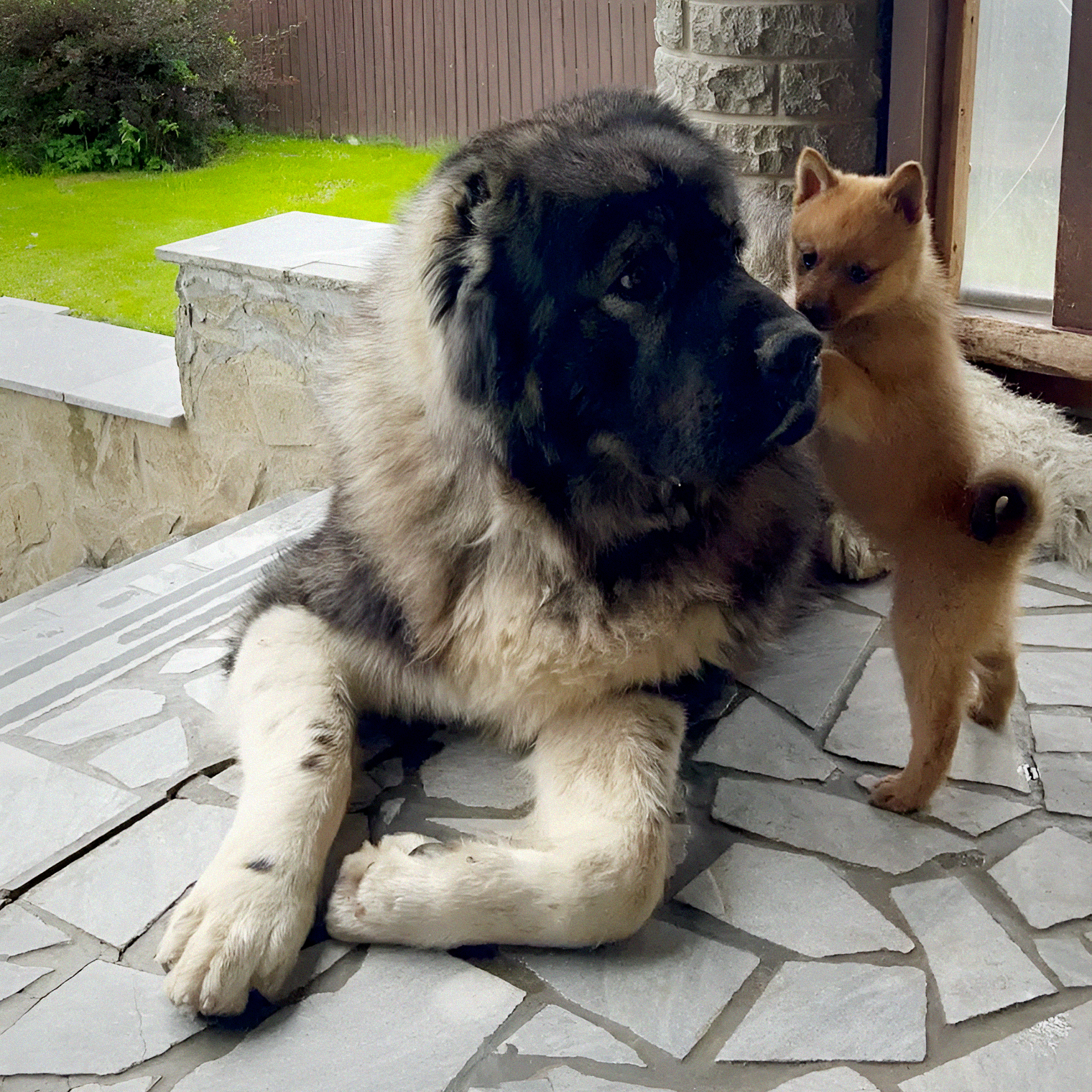 Абрек — наставник: делится мудростью со щенком Фоксом