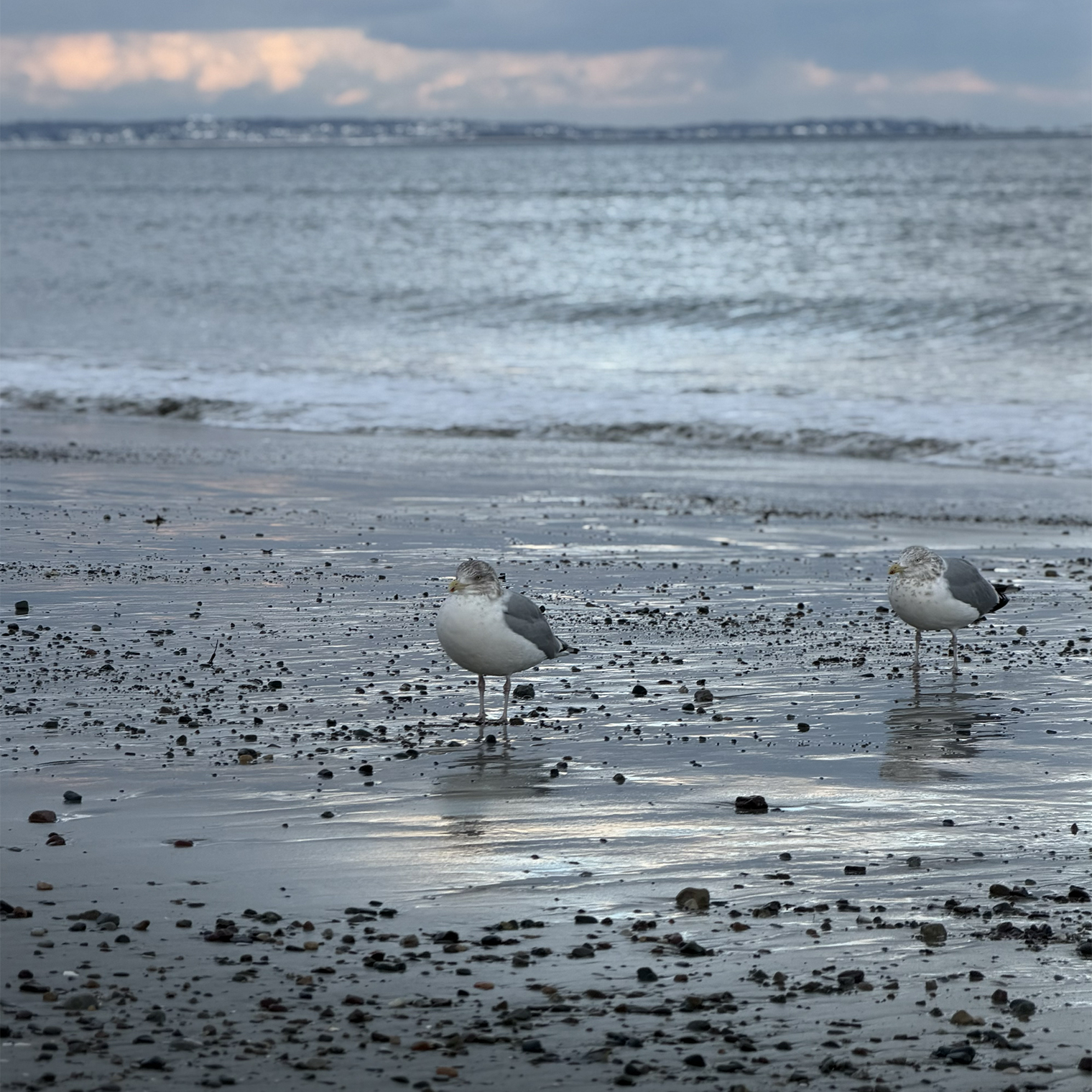 Постоянные тусовщики на океане — Бостон расположен на берегу Атлантики
