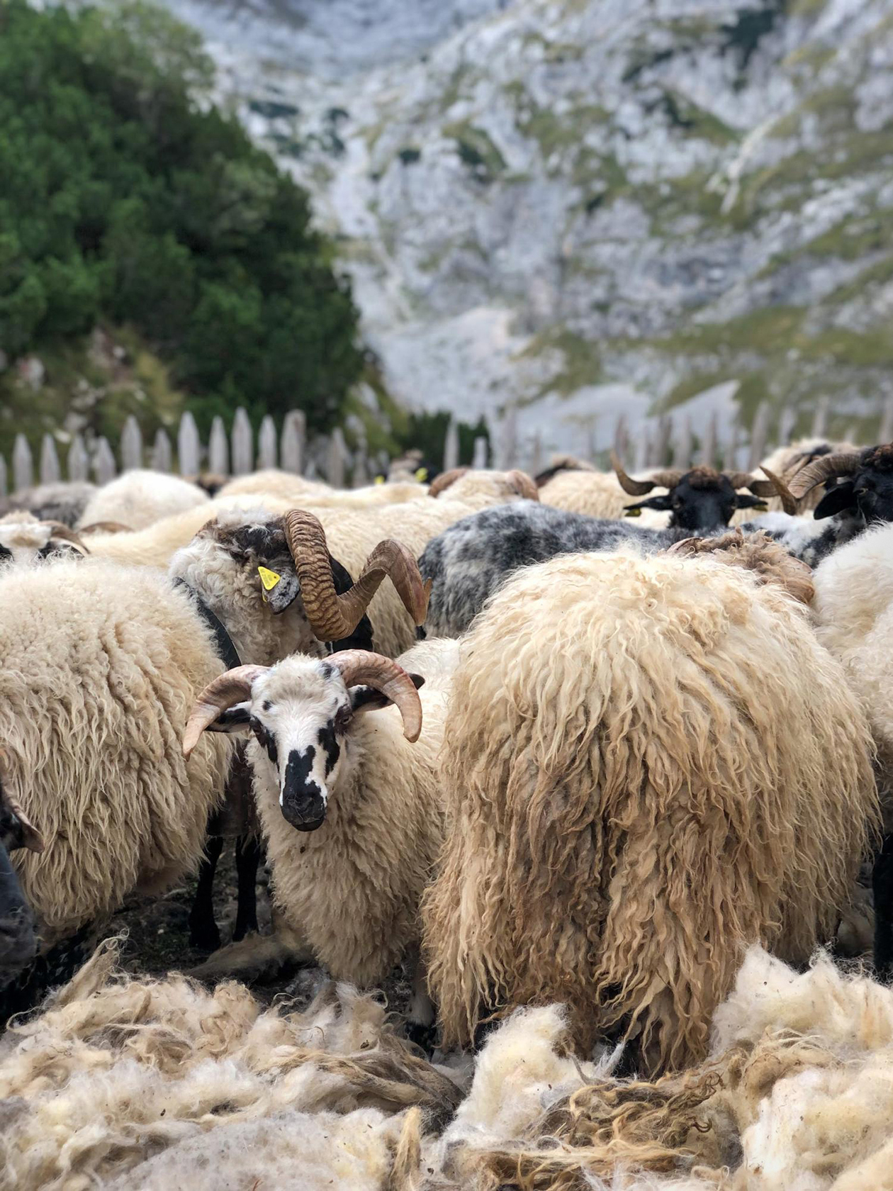 В широких долинах местные пастухи проводят летний сезон, неспешно выгуливая стада овец. Они радушно приветствуют и помогают советами, могут пригласить на чай