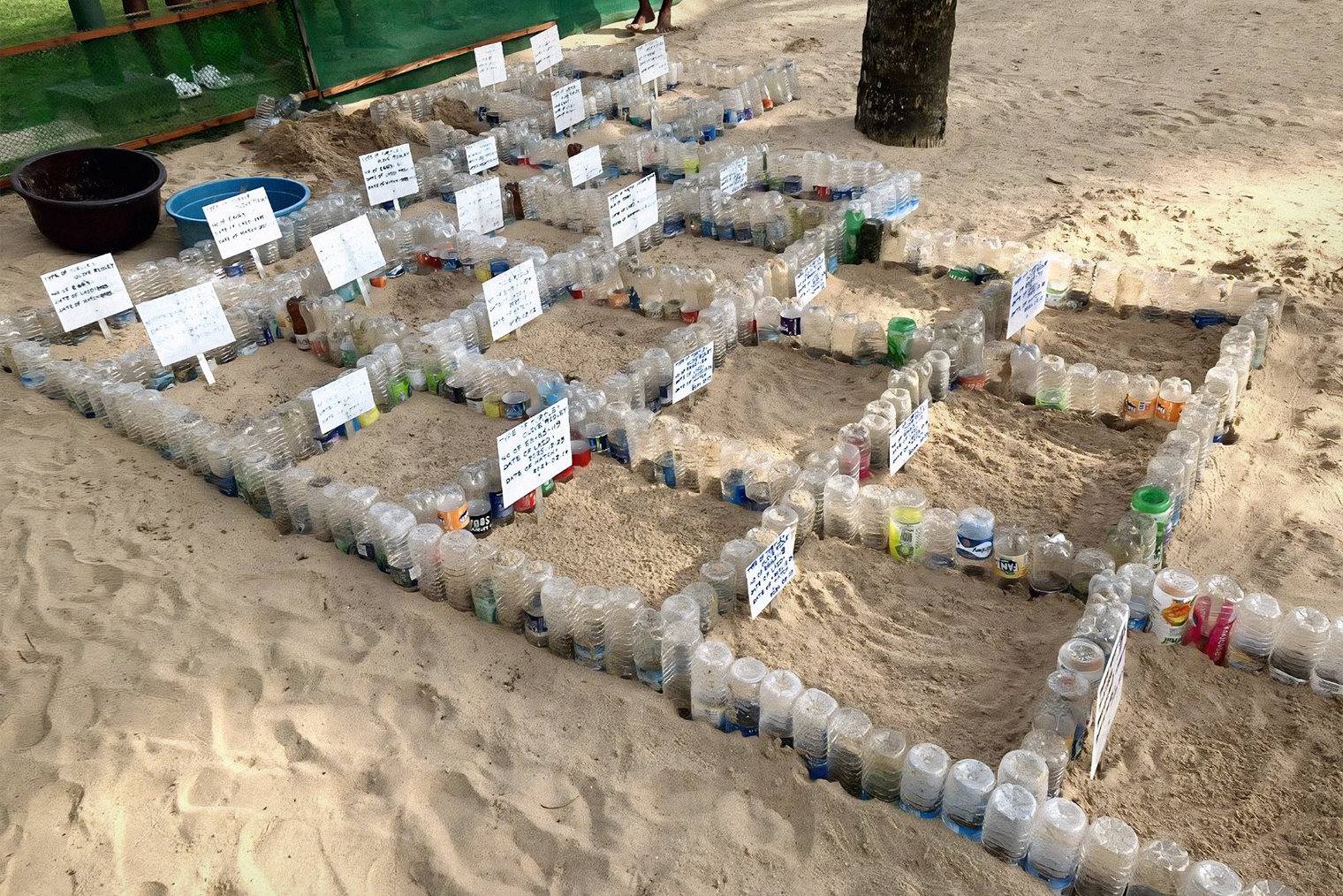 Кладки закапывают на пляже возле вышки спасателей, у каждой ставят табличку с названием вида и датой, когда черепашата должны вылупиться. Потом их выкапывают из песка и перекладывают в тазики — там они ждут до вечера. Этот процесс обычно собирал меньше зрителей, чем выпуск в океан