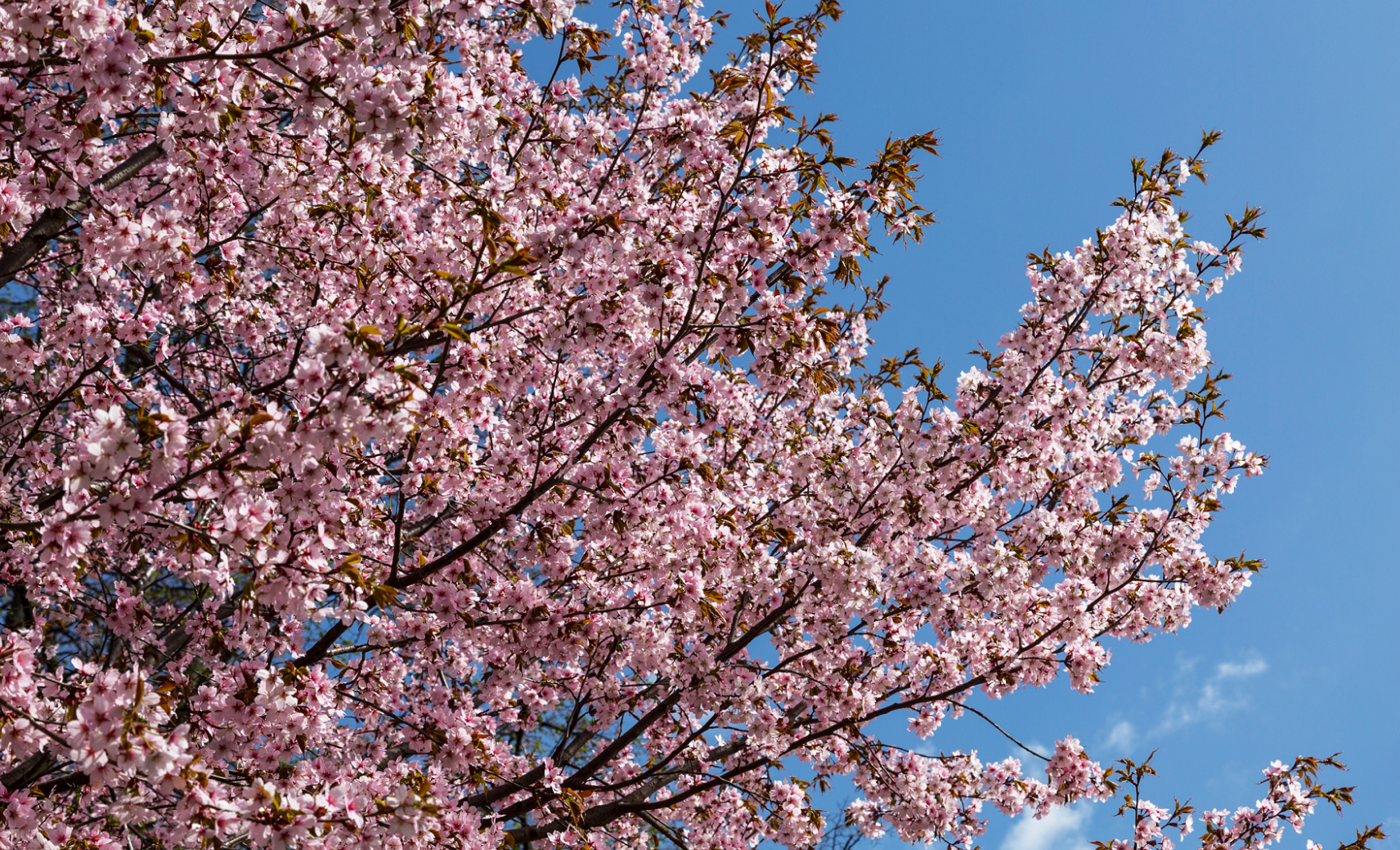 Аптекарский огород
