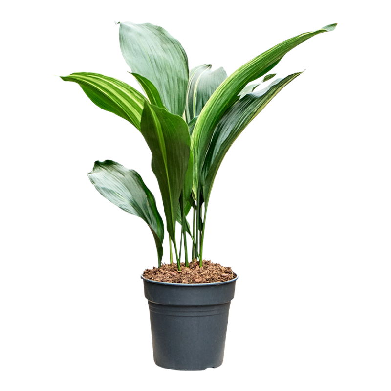 Аспидистра высокая вариегатная