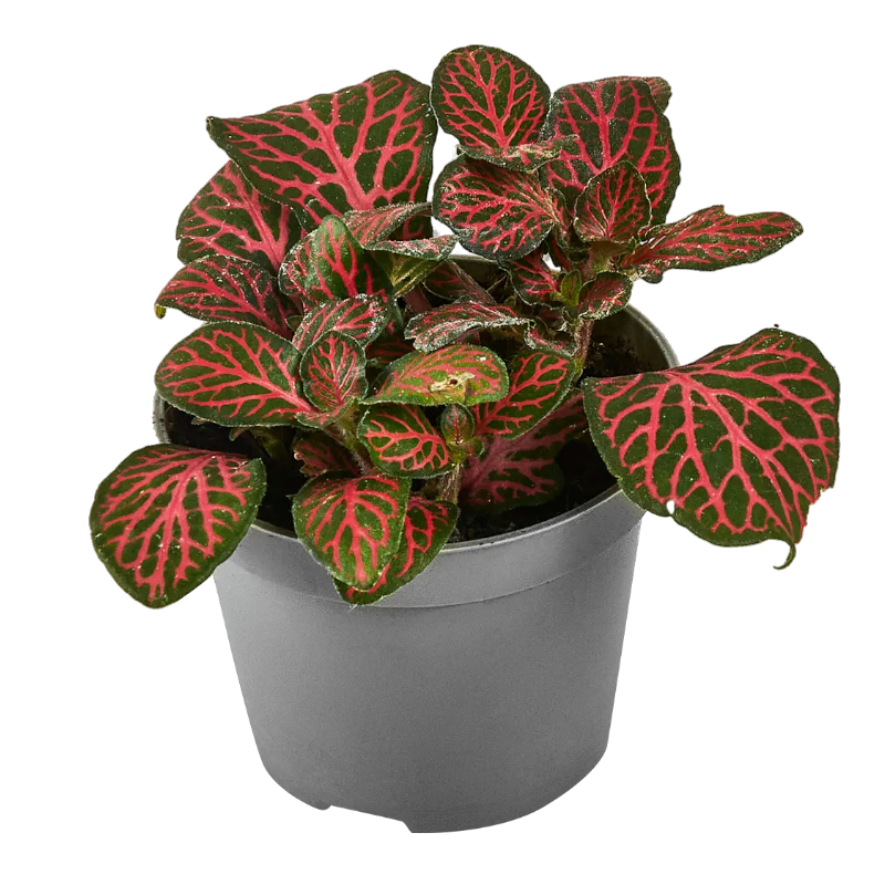 Фиттония «вершаффельта»