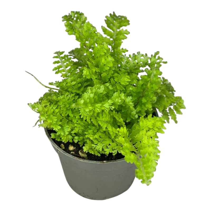 Карликовые папоротники