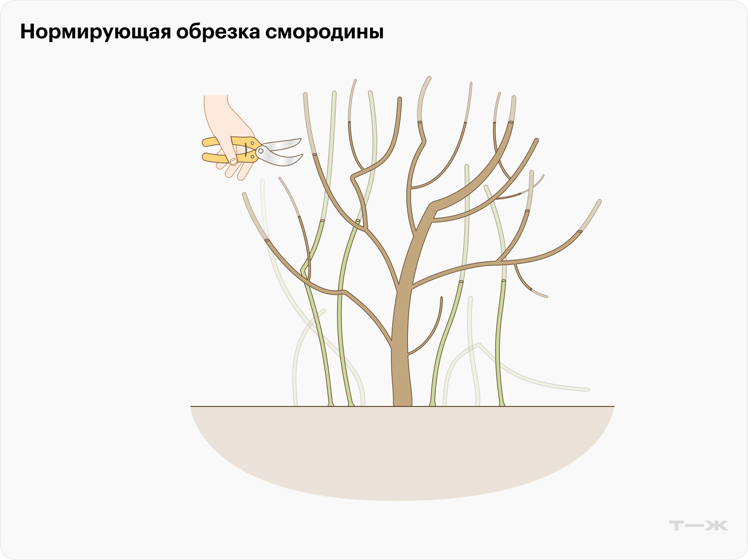Тонкие нулевые побеги вырезают полностью, крепкие укорачивают примерно на треть. Плодоносящие побеги также укорачивают на внешнюю почку, чтобы направить рост молодых побегов наружу