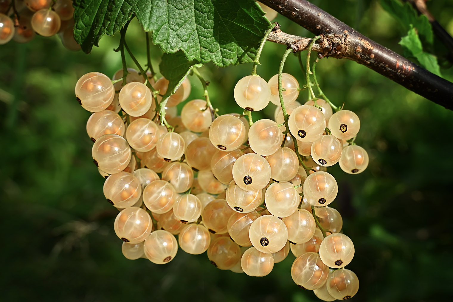Характерный представитель белой смородины. © Ludmila_mila / Shutterstock / FOTODOM