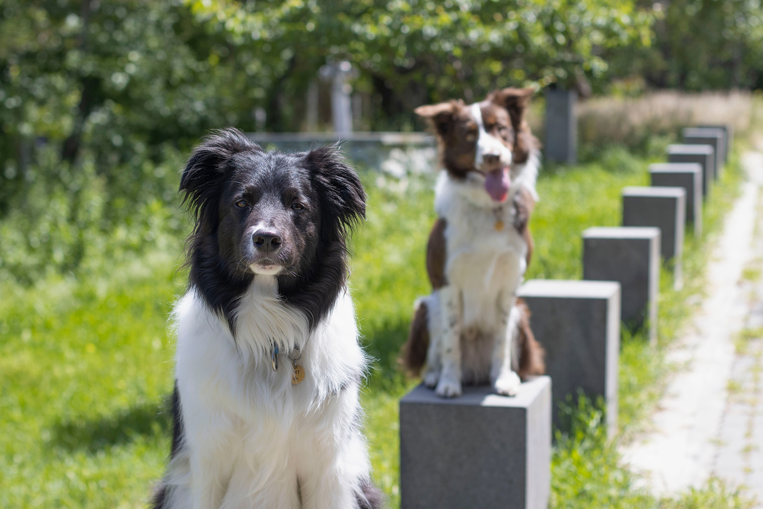 Навык выдержки на улице полезен, если вы, например, любите фотографировать свою собаку. Я не упущу интересную локацию для фото