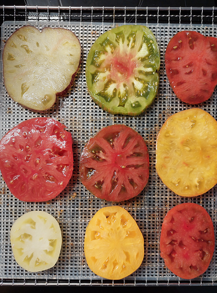 Мы сами сушим томатные чипсы в сушилке для овощей