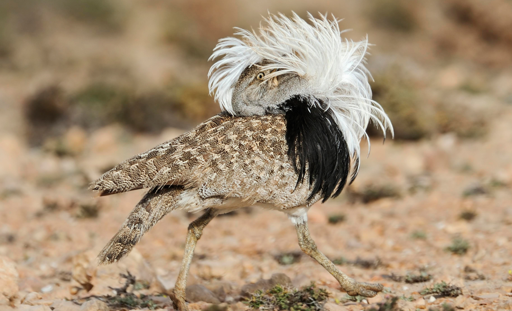 Дрофа-красотка