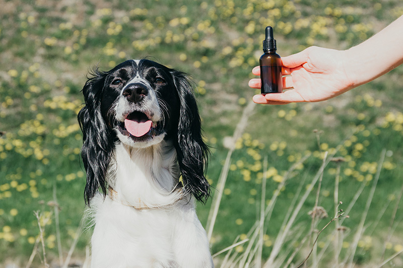 Подберите успокоительные вместе с ветеринаром