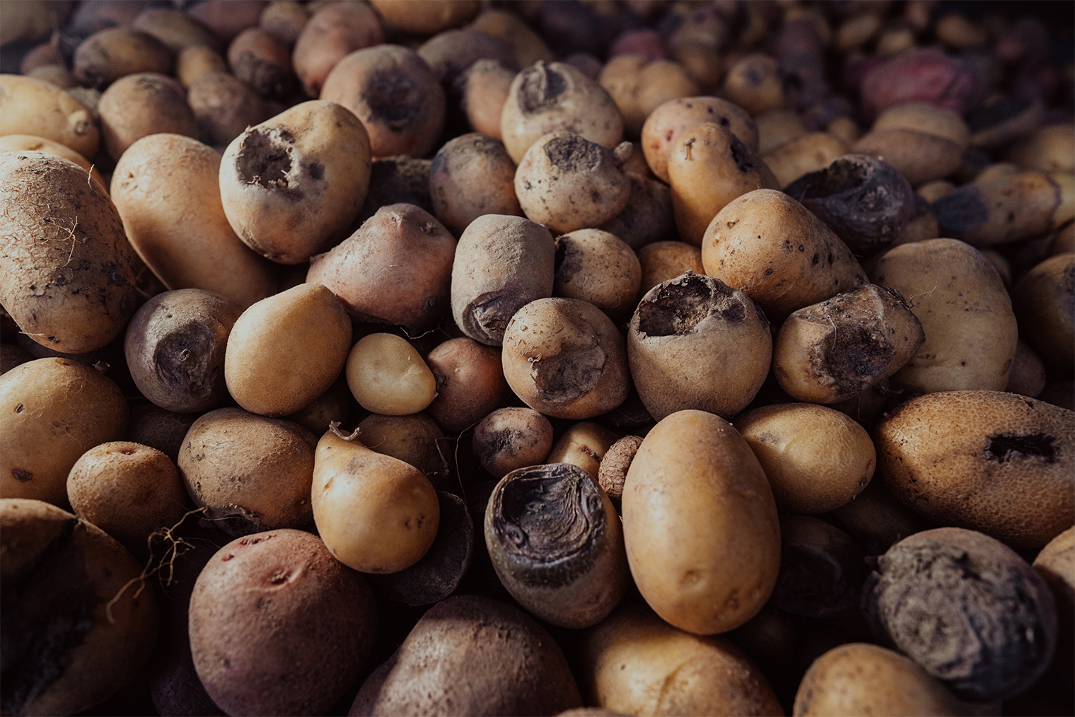 Последствия поражения проволочником: в отверстия, проделанные вредителями, проникают патогены, и клубни начинают гнить — либо еще в почве, либо в погребе при хранении. © Stock Holm / Shutterstock / FOTODOM