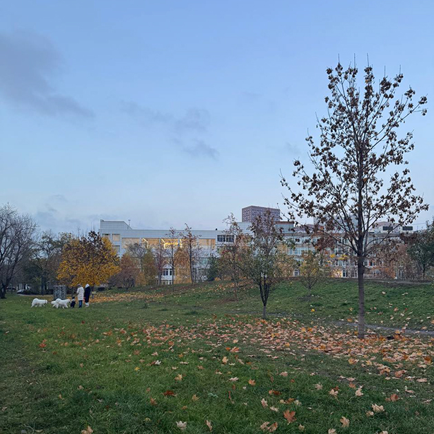 По пути к подруге видела, как выгуливали собак. Они были похожи на три пушистых облачка