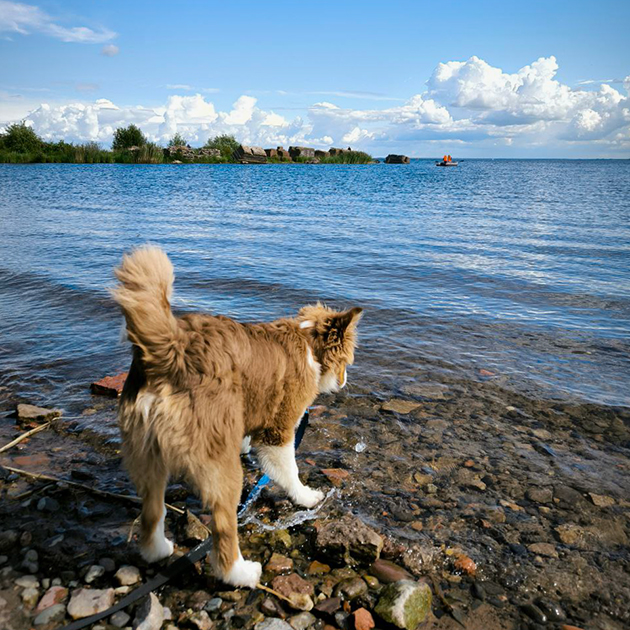 Евгений Цигельницкий