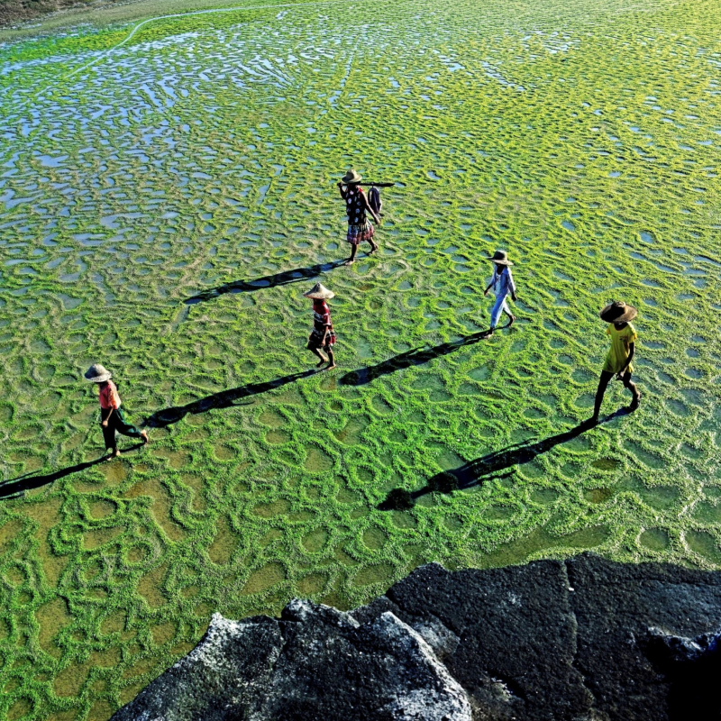 Поле водорослей в Мьянме