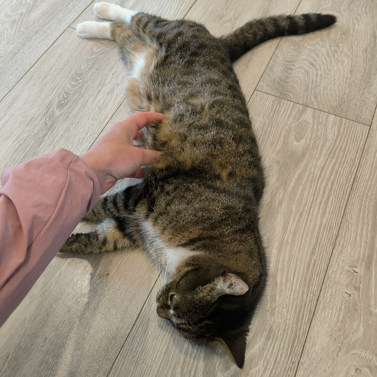 М. встречает дома