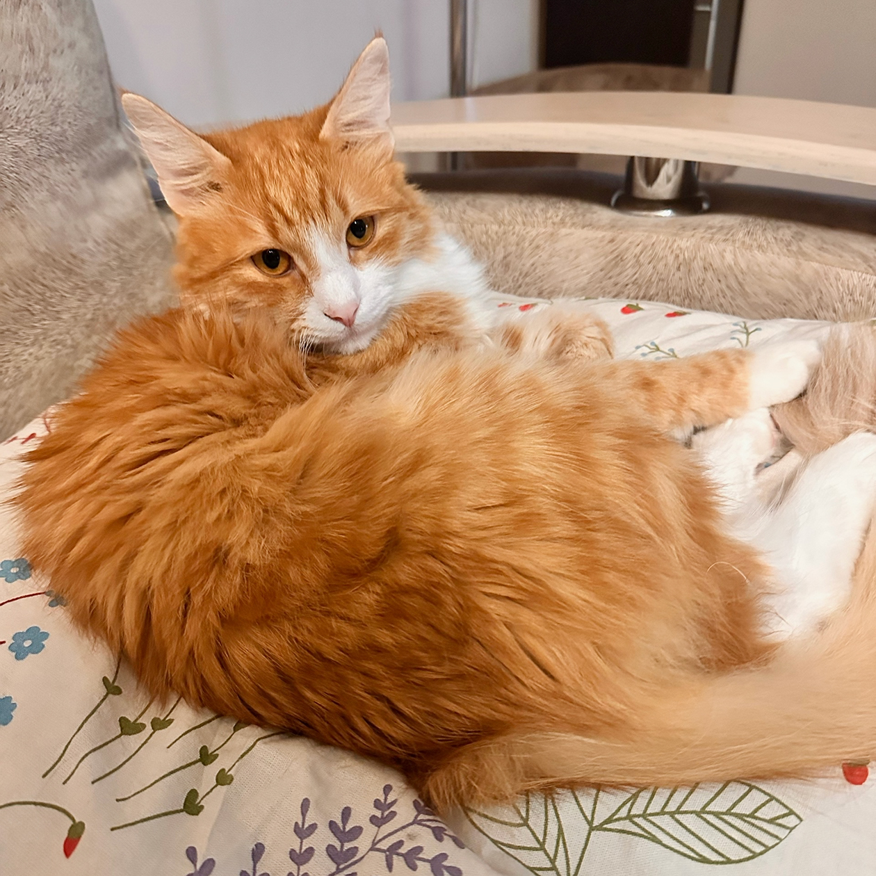 Ужинаем, а рядом Персик укладывается отдыхать