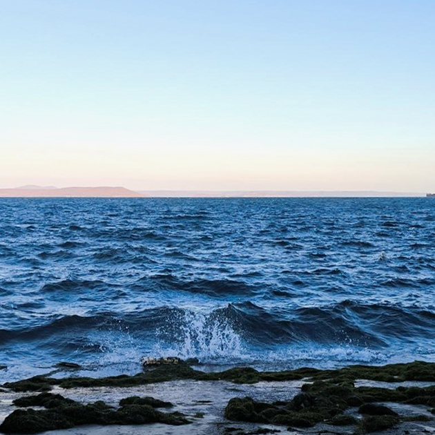 Водорослевые кочки на море