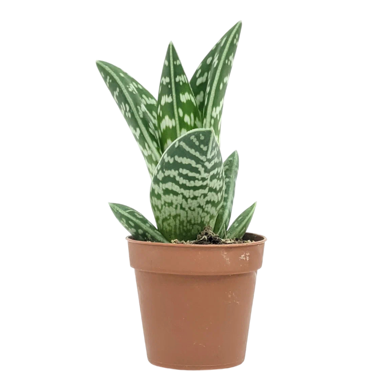 Алоэ пестрое