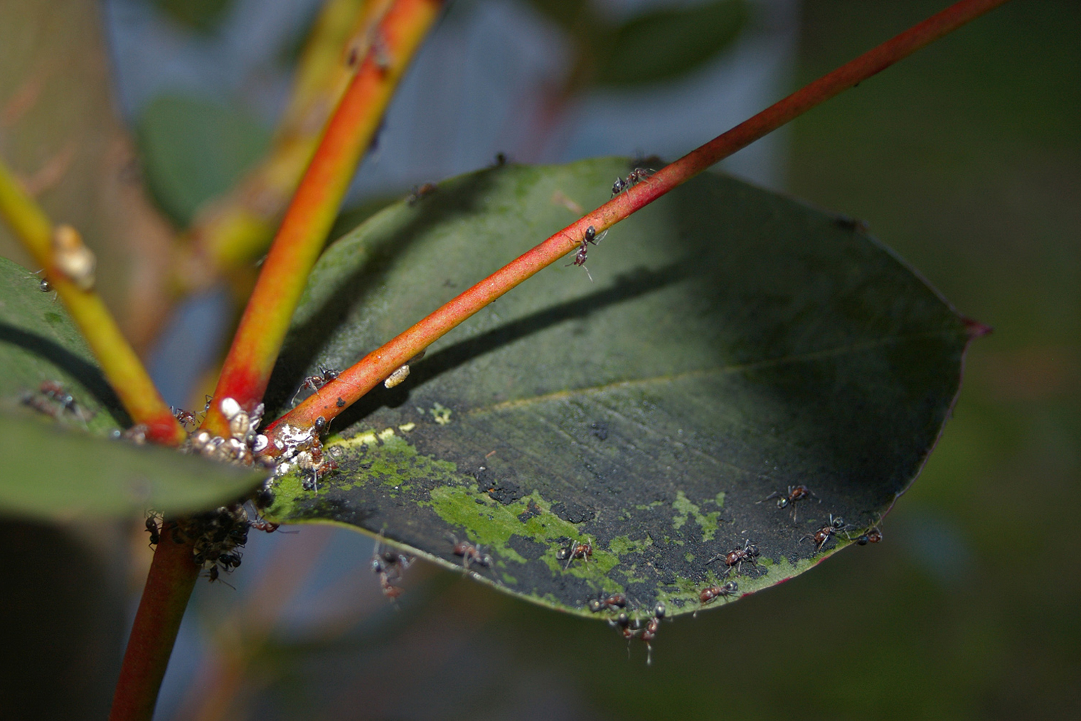 Так выглядит чернь на листе эвкалипта. Фотография: Bidgee / Wikipedia