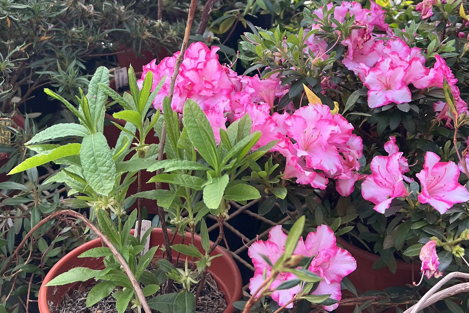 Для формирования компактного кустика азалию нужно будет обрезать после цветения