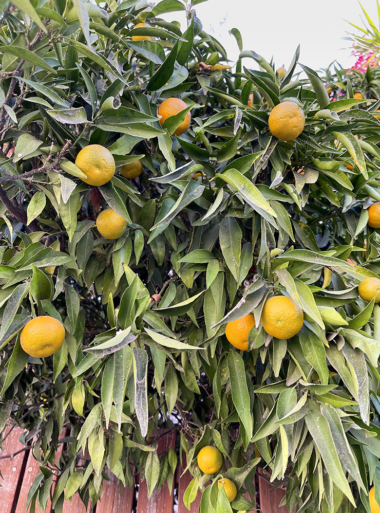 Зимой на улицах города полно апельсинов, мандаринов и других фруктов