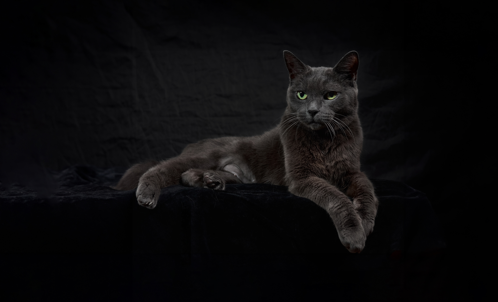 Русская голубая