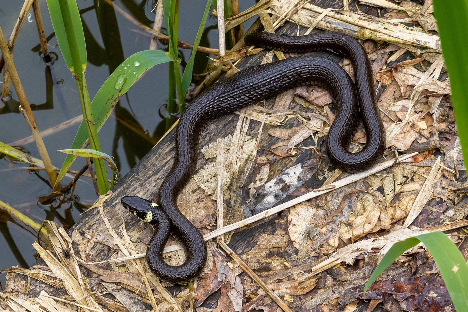 🆗 Черного ужа выдают яркие «ушки» на голове — у гадюк их нет. Фотография: Sebastian_Photography / Shutterstock / FOTODOM