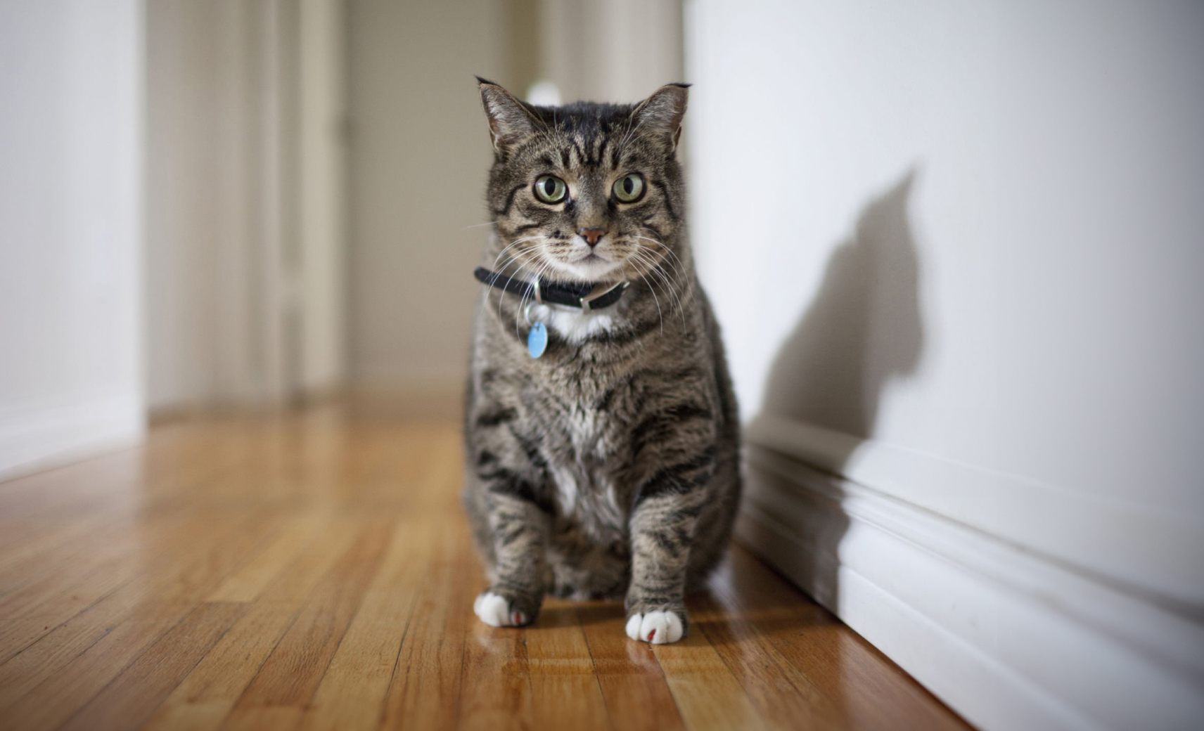 Собачьи ошейники или шнурки для адресника