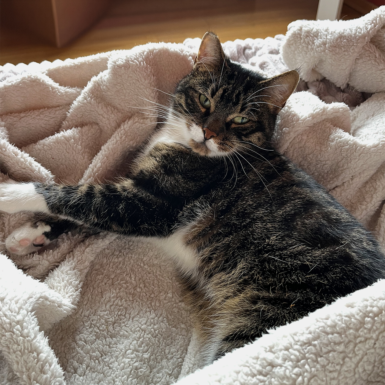 Куся отдыхает на мягком пледе и осуждающе смотрит в камеру