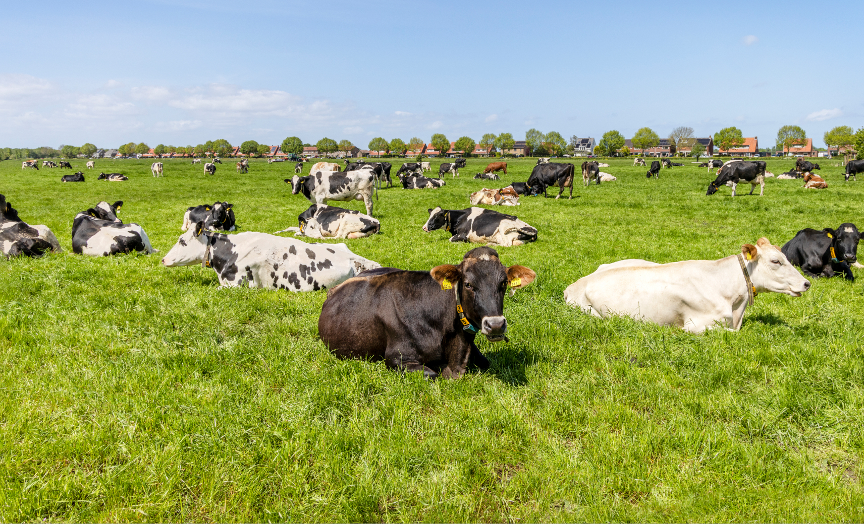 Коровы — лежебоки