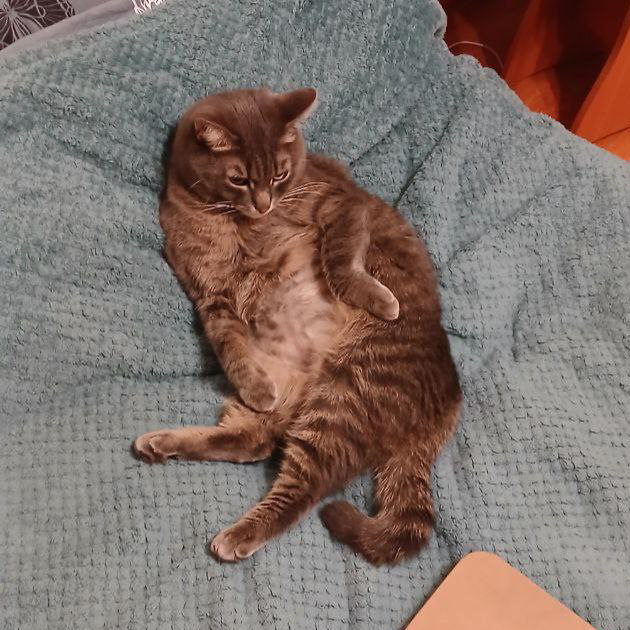 Дома всегда ждет кот