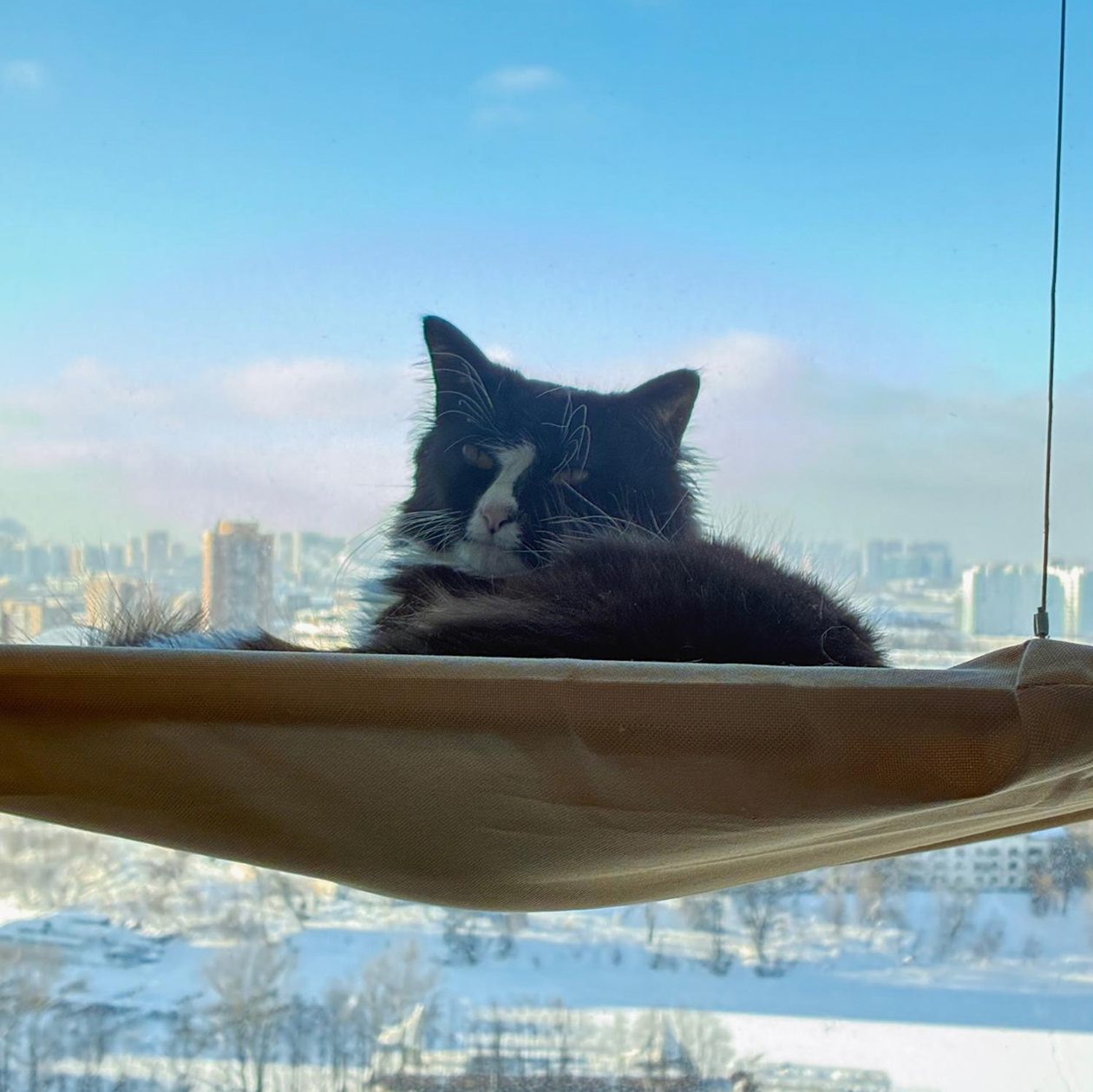 Кошку Луну мы взяли в сентябре 2024 года у волонтеров